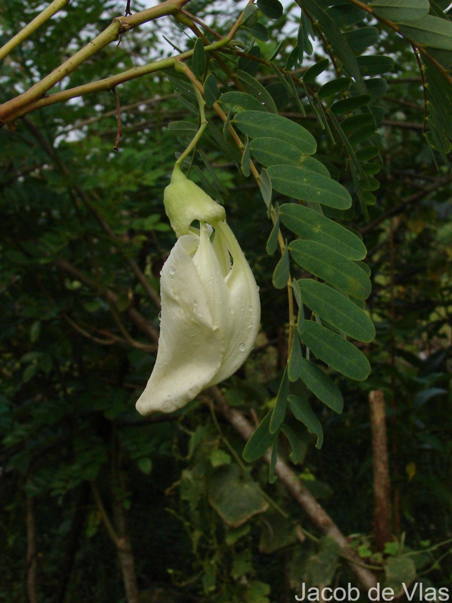 Sesbania grandiflora (L.) Poir.